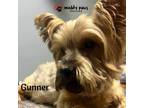 Adopt Gunner - No Longer Accepting Applications a Yorkshire Terrier