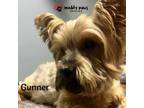 Adopt Gunner a Yorkshire Terrier