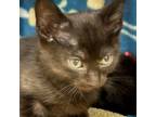 Adopt Billy the Kid a Domestic Short Hair