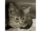 Adopt Will Rodgers a Domestic Short Hair