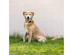 Adopt Dozer a Labrador Retriever