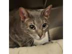 Adopt Lugnut a Domestic Short Hair