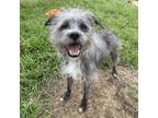 Adopt Champ a Cairn Terrier