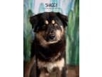 Adopt Shaggy a Border Collie