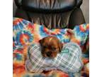 Cavalier King Charles Spaniel Puppy for sale in Morganton, NC, USA