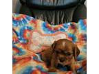 Cavalier King Charles Spaniel Puppy for sale in Morganton, NC, USA