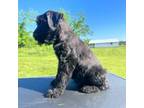 Schnauzer (Giant) Puppy for sale in Locust Grove, OK, USA