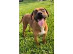 Adopt PAYTON a Labrador Retriever, Staffordshire Bull Terrier