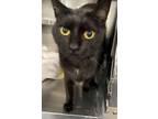 Adopt Boosie a Domestic Short Hair