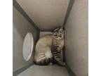 Adopt Kodi a Siamese, Domestic Short Hair