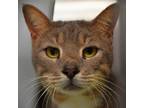 Adopt Leo a Domestic Short Hair