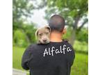 Adopt Alfalfa a Catahoula Leopard Dog