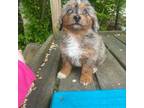 Mutt Puppy for sale in Dudley, MA, USA