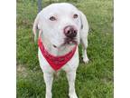 Adopt Ben 24-02-098 a Pit Bull Terrier