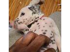Dalmatian Puppy for sale in Wilkes Barre, PA, USA