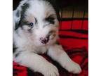 Australian Shepherd Puppy for sale in Bakersfield, CA, USA