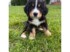 Bernese Mountain Dog Puppy for sale in Mechanicsville, MD, USA