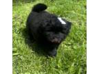 Chow Chow Puppy for sale in Whitefish Bay, WI, USA