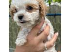 Cavapoo Puppy for sale in Easton, MD, USA