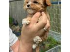 Cavapoo Puppy for sale in Easton, MD, USA