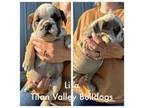 Bulldog Puppy for sale in Byars, OK, USA