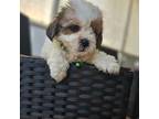 Mutt Puppy for sale in Lakeland, FL, USA