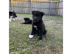 Akita Puppy for sale in Winter Haven, FL, USA