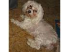 Maltese Puppy for sale in High Point, NC, USA