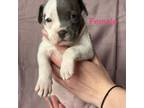 American Pit Bull Terrier Puppy for sale in Manzanola, CO, USA