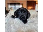 Goldendoodle Puppy for sale in Farmington, MN, USA