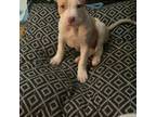 American Pit Bull Terrier Puppy for sale in Westwood, MA, USA