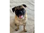 Adopt Benz a Pug