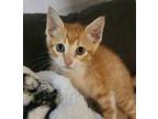 Adopt Wincup Express a Domestic Short Hair