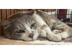 Adopt RORY FIV+ a Domestic Short Hair