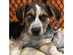 Adopt Hector a Bluetick Coonhound