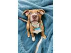Adopt Checker a Mixed Breed, American Staffordshire Terrier