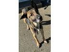 Adopt Leo a German Shepherd Dog, Pit Bull Terrier