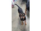 Adopt 18980 Mufasa a Black and Tan Coonhound