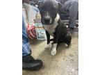 Adopt 18969 a Pit Bull Terrier