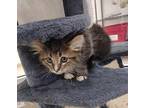 Ammon 41064 Domestic Shorthair Kitten Male