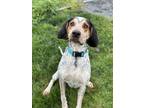 Poncho Bluetick Coonhound Adult Male