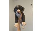 Adopt Chimera a Labrador Retriever, Beagle