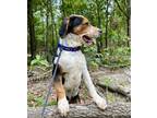 Adopt Kelpie a Australian Cattle Dog / Blue Heeler, Beagle
