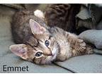 Emmet Domestic Shorthair Kitten Male