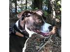 Athen American Staffordshire Terrier Adult Female