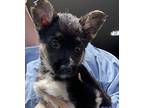 Lollipop Mixed Breed (Medium) Puppy Female