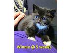 Winnie (Camp Kikiwaka litter kitten # 1) Domestic Shorthair Kitten Male