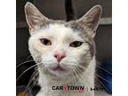 Stink Domestic Shorthair Adult Male