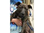 CoCo Mixed Breed (Large) Puppy Male