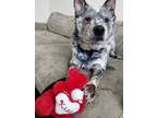 Sully Australian Cattle Dog Adult Male